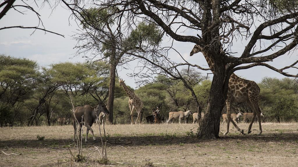 Royal Tree Lodge Maun Luaran gambar